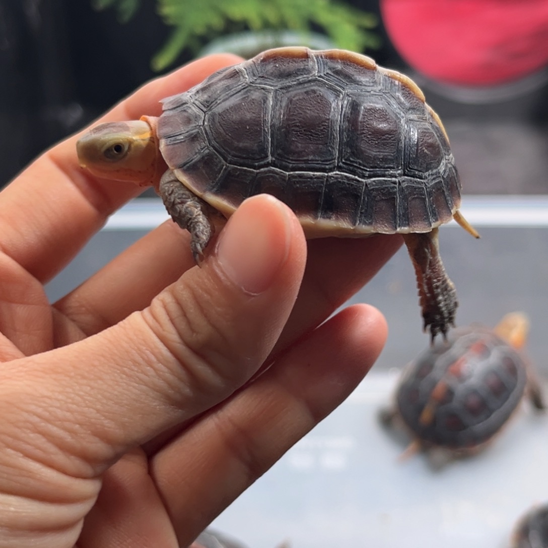 宠物龟不分公母直播间挑选活体可爱宠物龟