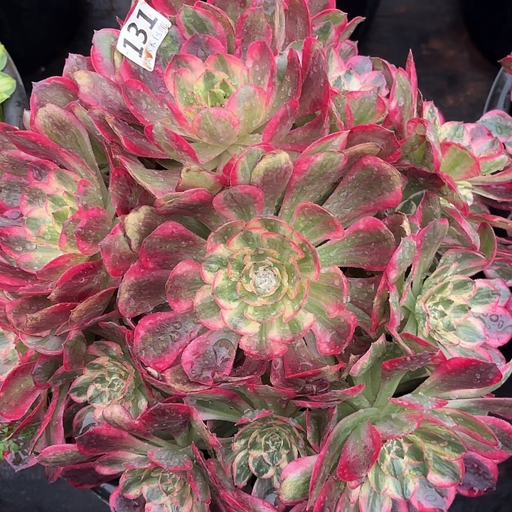 131赤子心绣球掌心多肉法师锦