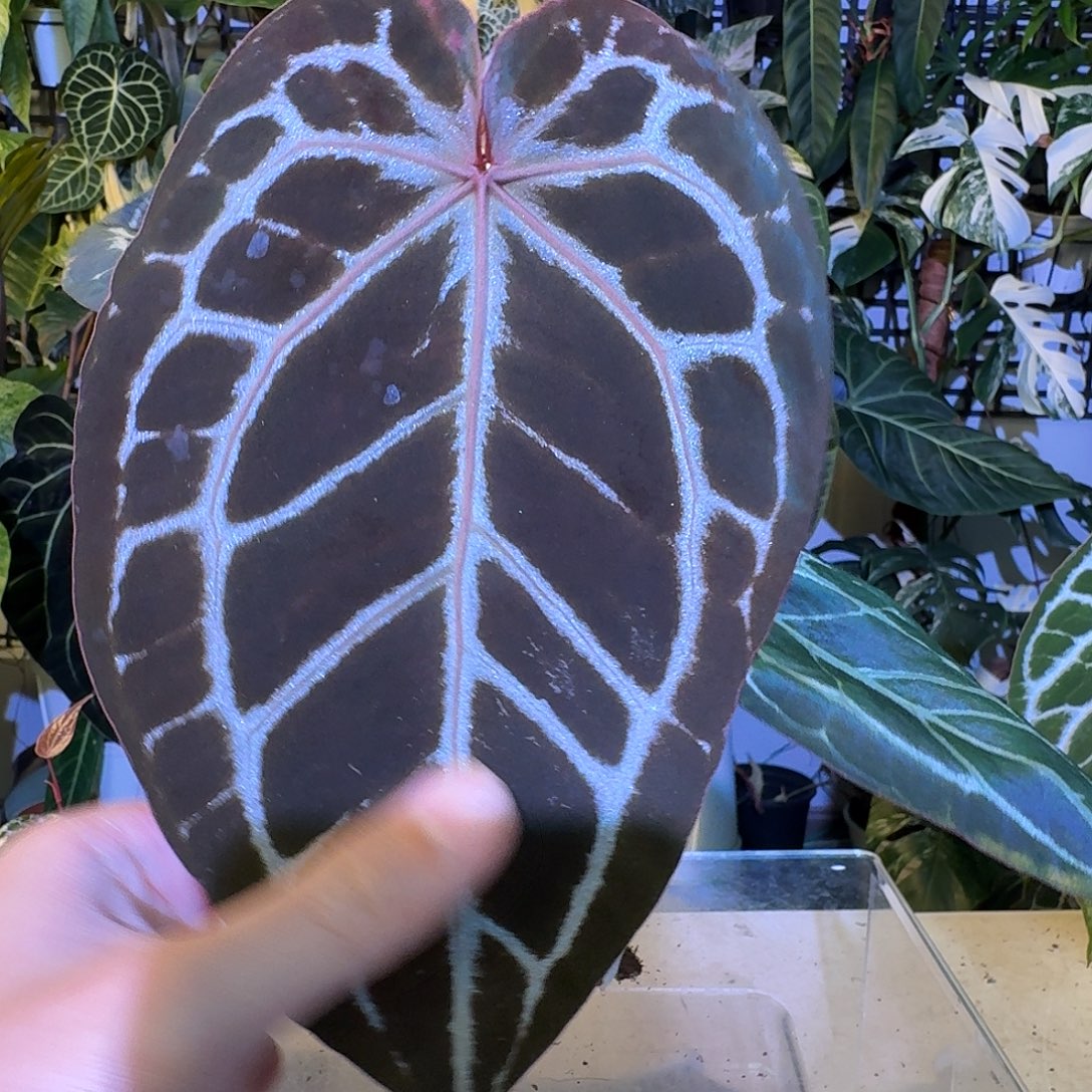 完全开放V51米歇尔杂极致黑水晶