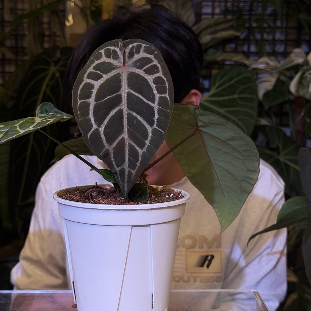 完全开放I140  红铜