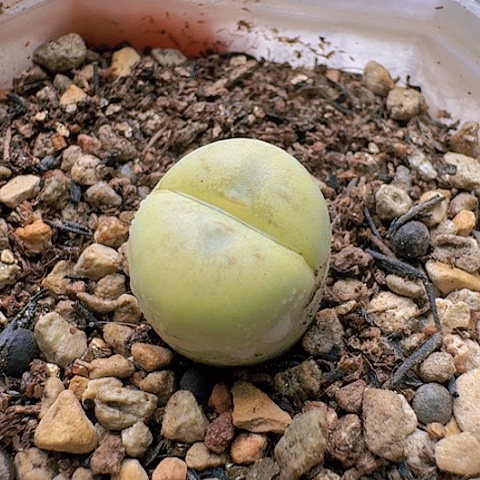 1268丑鹅带盆土发货