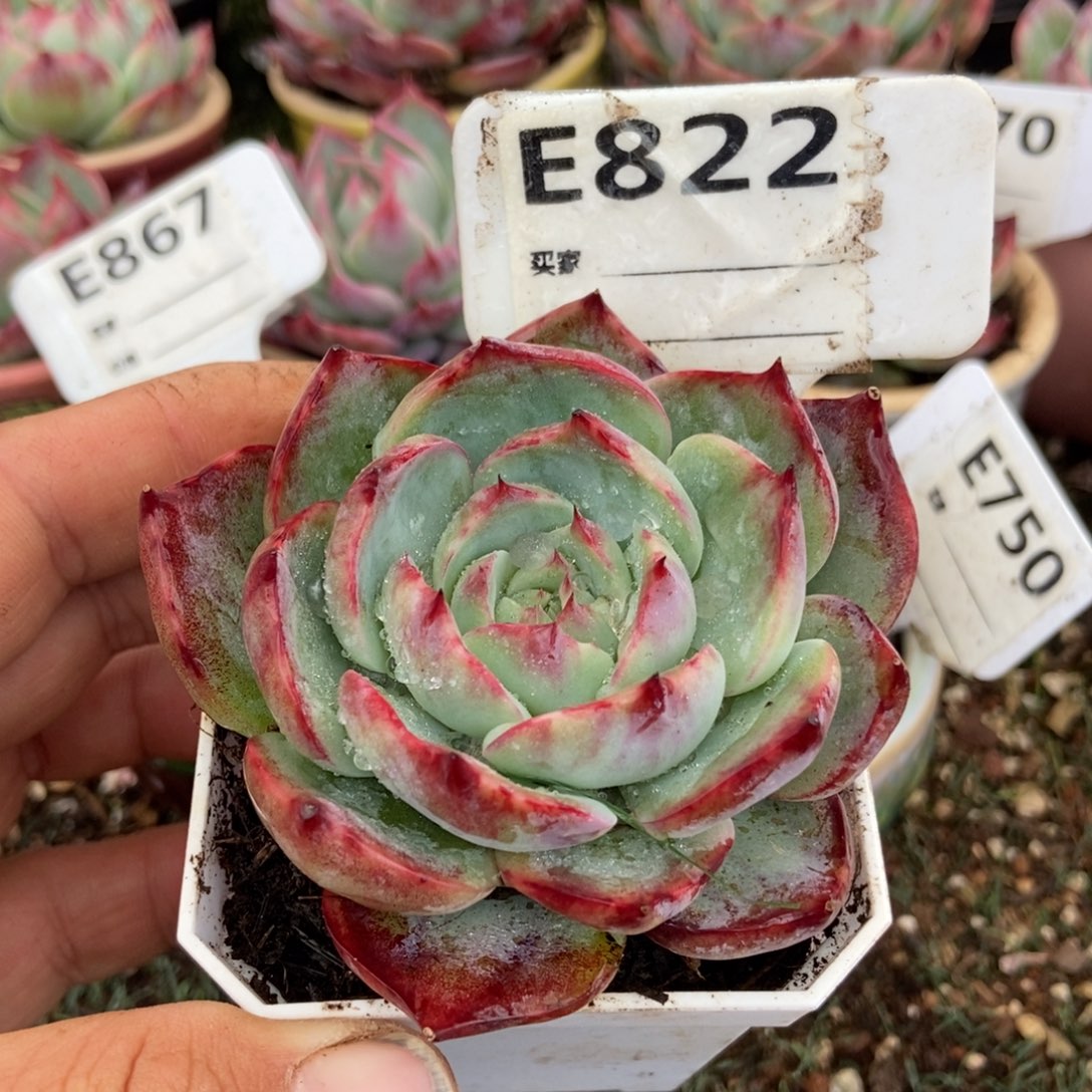 惊鸿一瞥822号多肉