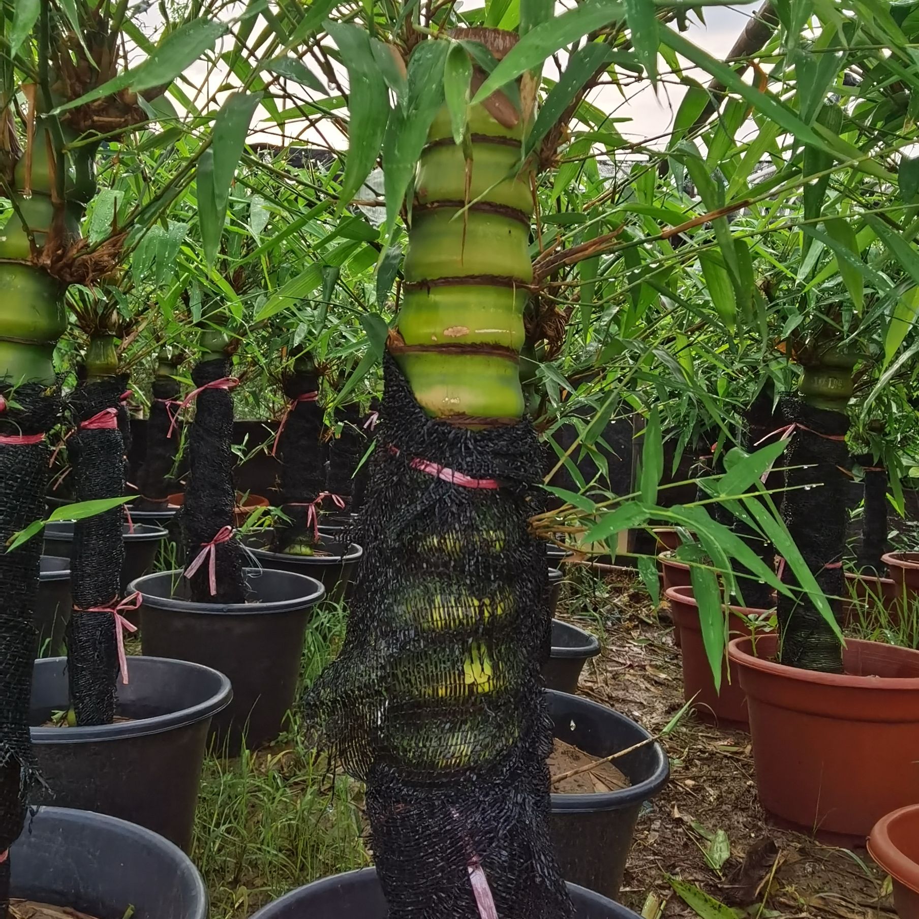 润景农场竹子 可以直接拍翡翠佛肚竹 罗汉竹 庭院绿植 居家绿植