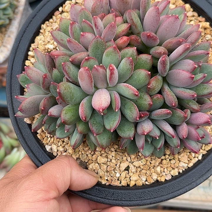 多肉植物一物一拍