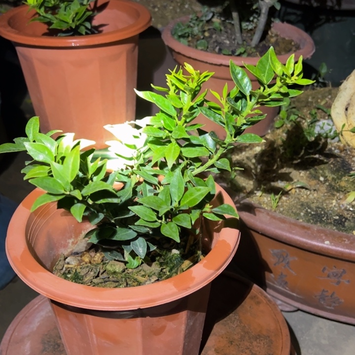进*八房柑盆景绿植园艺