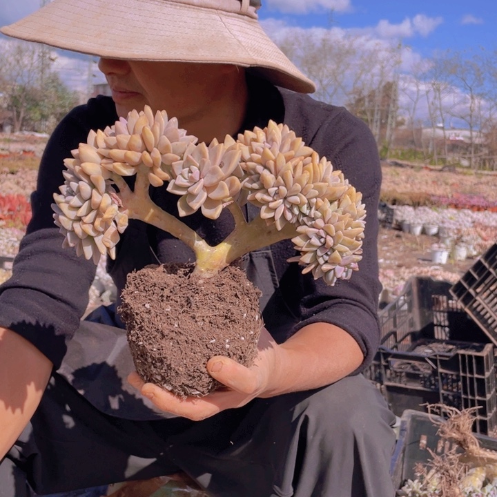 182淡雪缀化一物一拍
