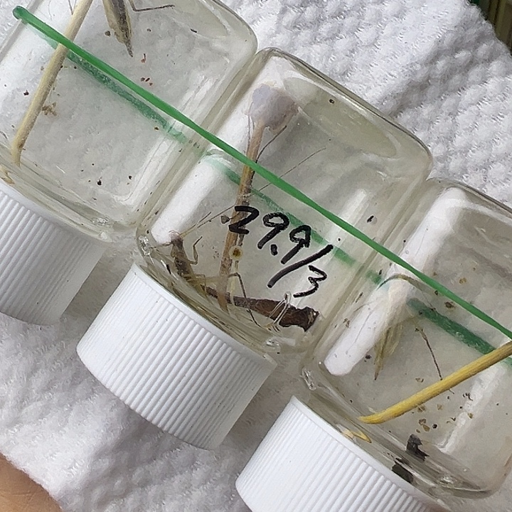 短须柬埔寨哈哈哈哈哈哈哈哈