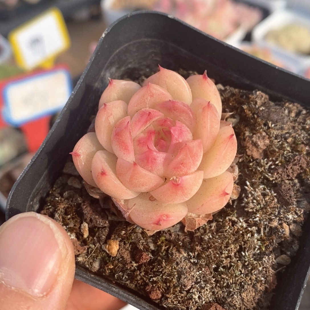 精品多肉一物一拍不包整138