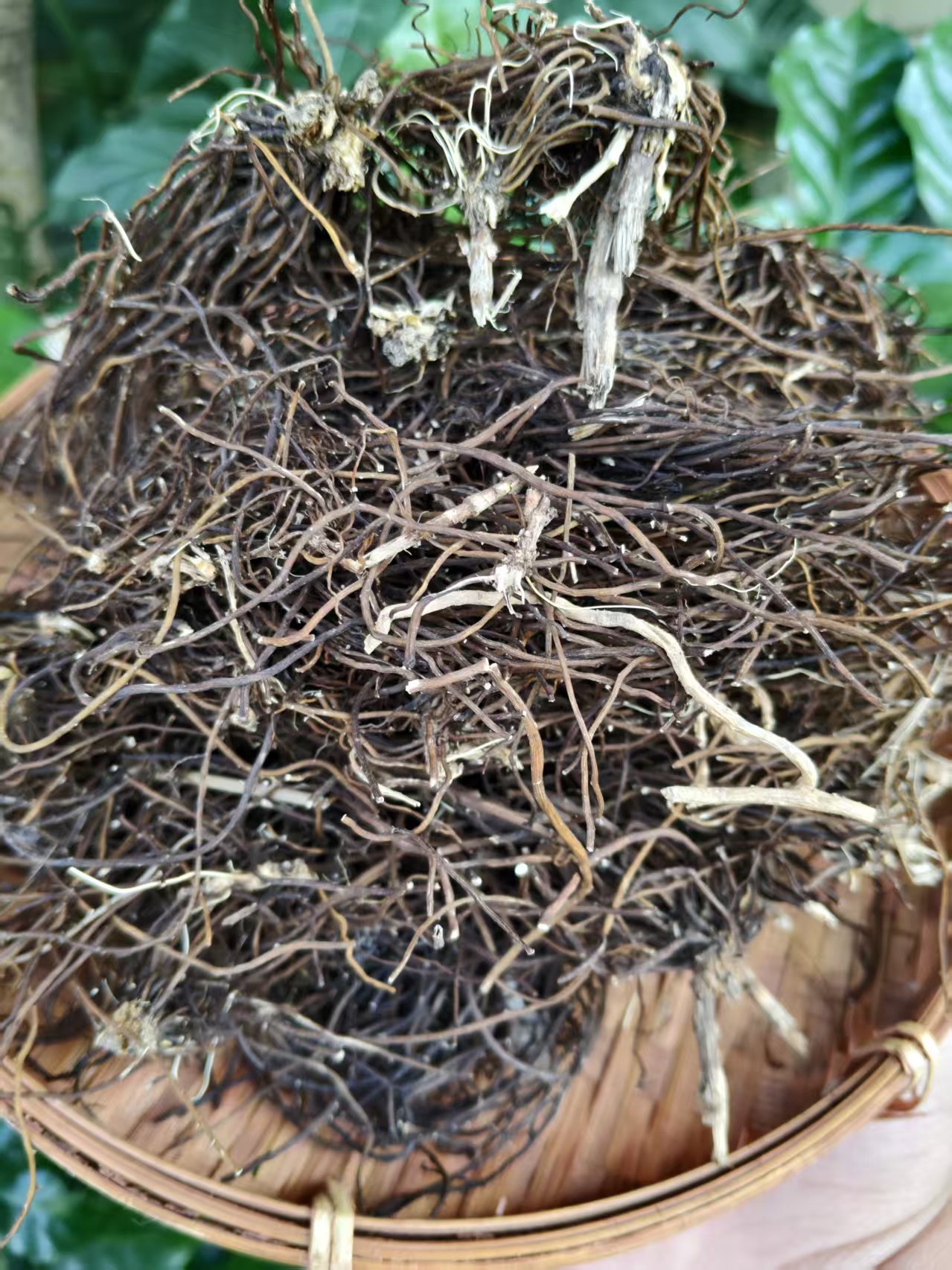 【阿海精选】土特产仙海金