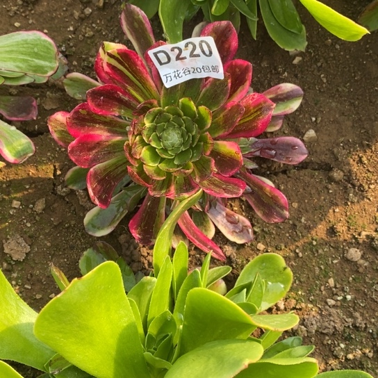 220莫兰迪多肉植物