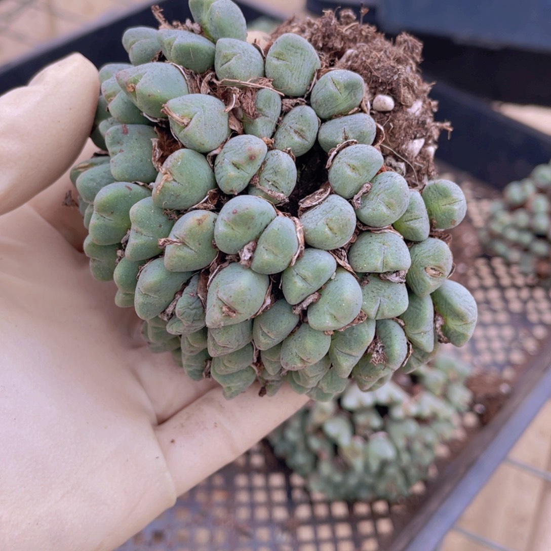 一颗少将888888888888