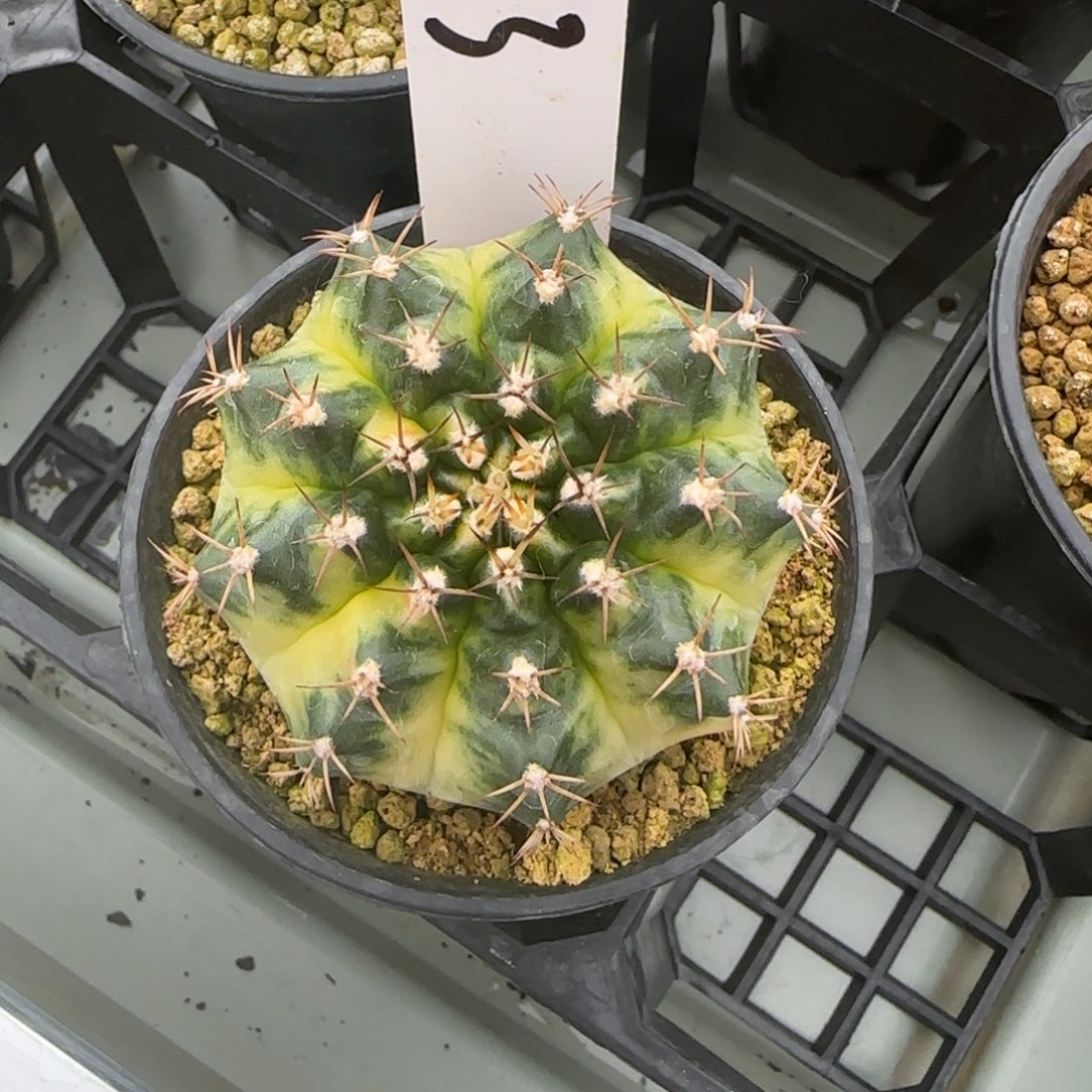 23-0212松饼脱土发多肉