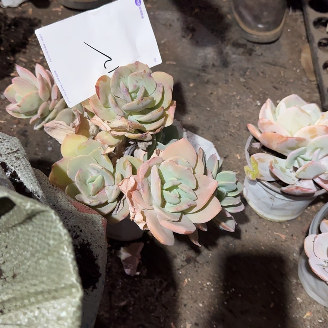 S****r34646464634343443