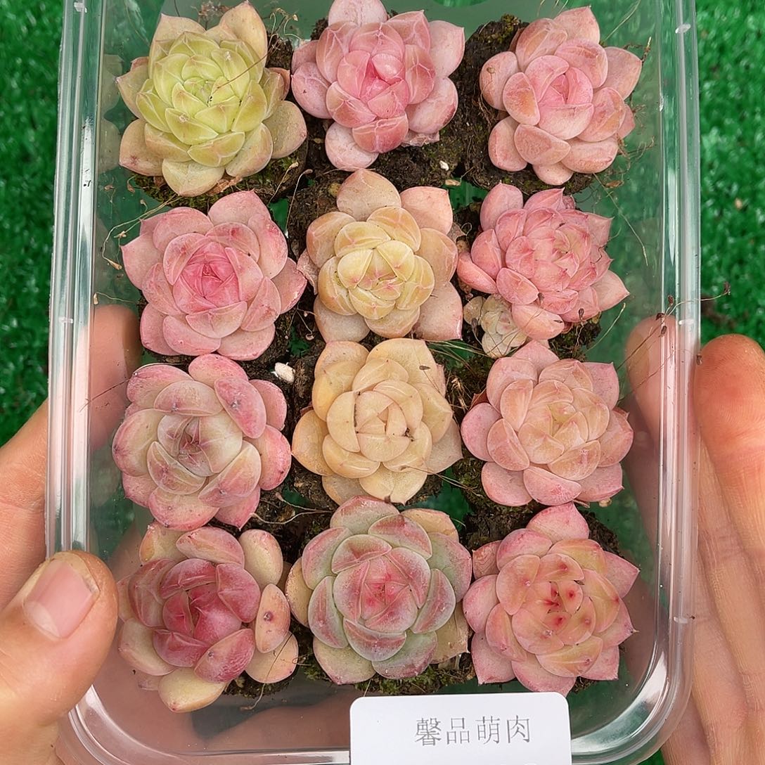 多肉一物一拍26-88