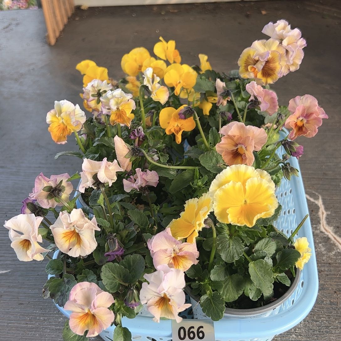 【闪购商品】066号