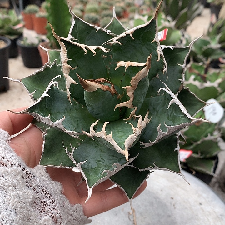 171海王16公分666666666666