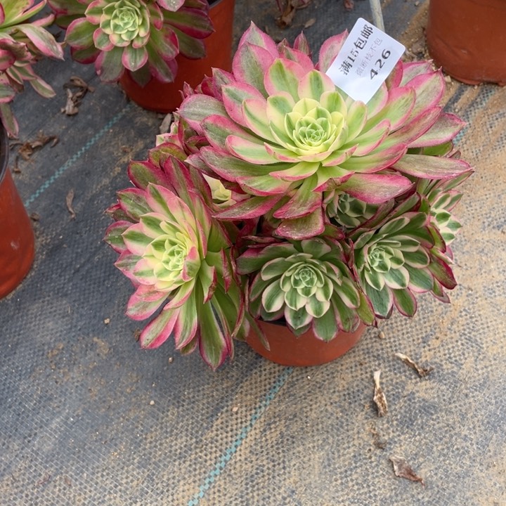 426海仙法师多肉断枝不售后