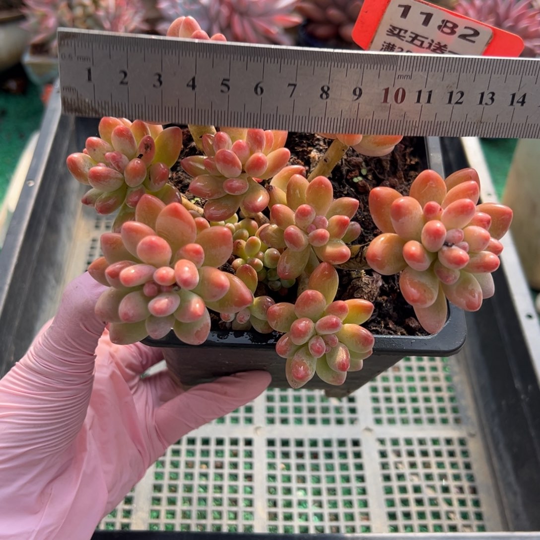 表妹精品多肉植物1182.