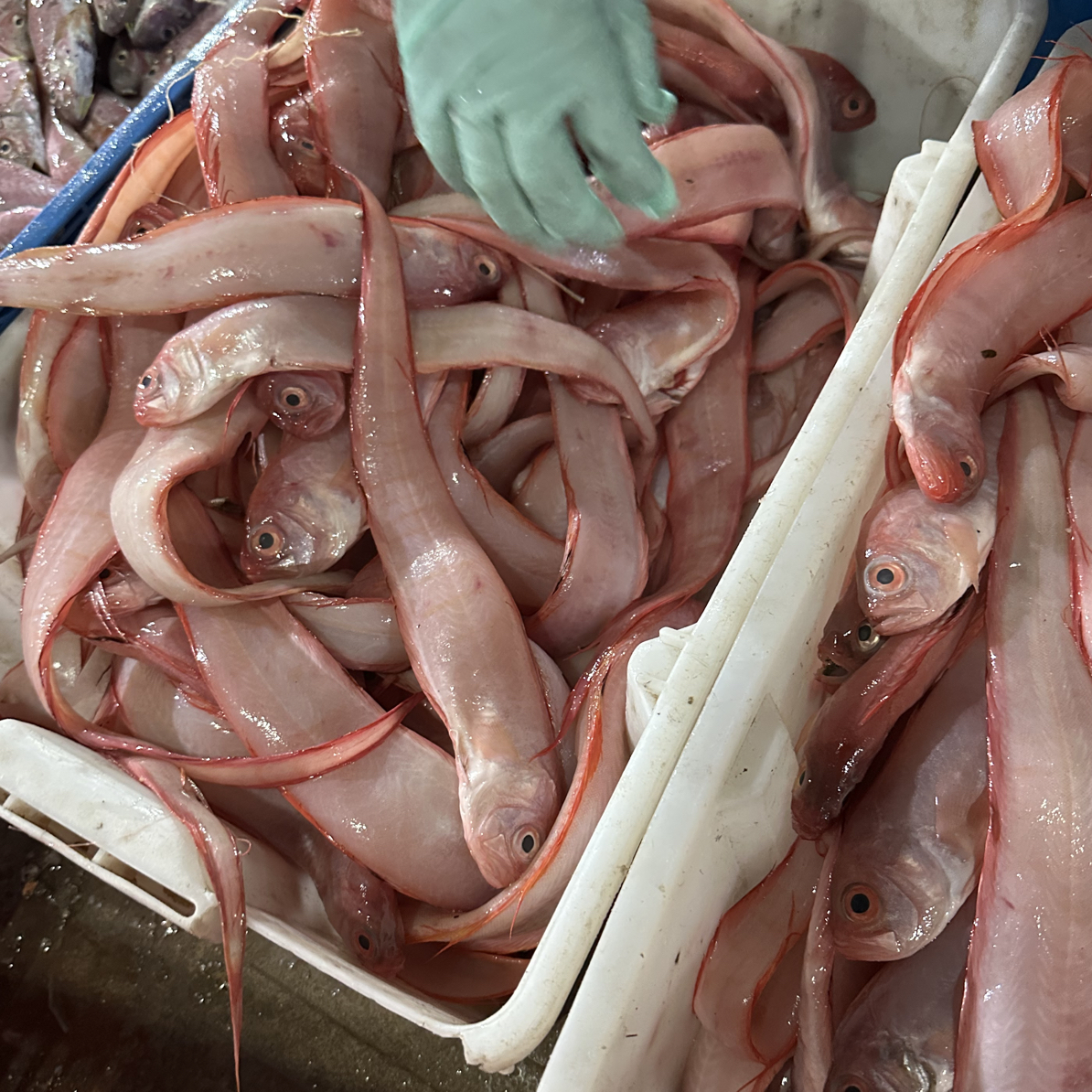 广东潮汕本港红带鱼