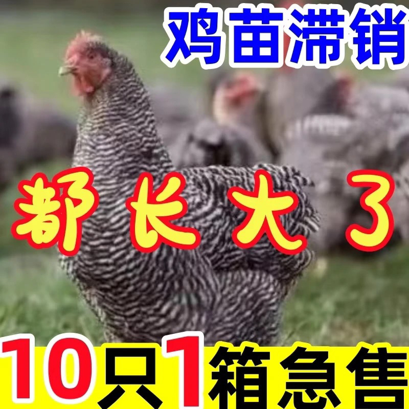 黑芦花鸡肉质鲜美10只