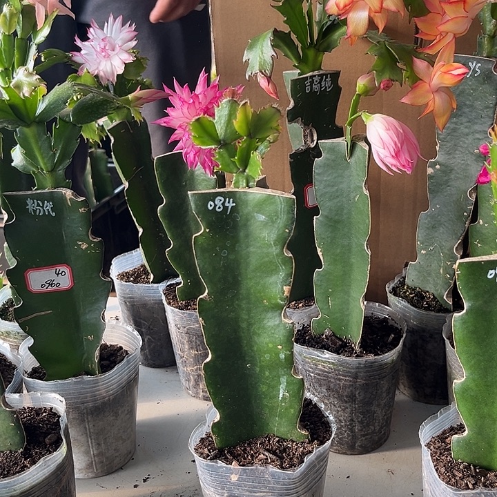 ꧁***꧂当前无花朵，栽培后可花朵084