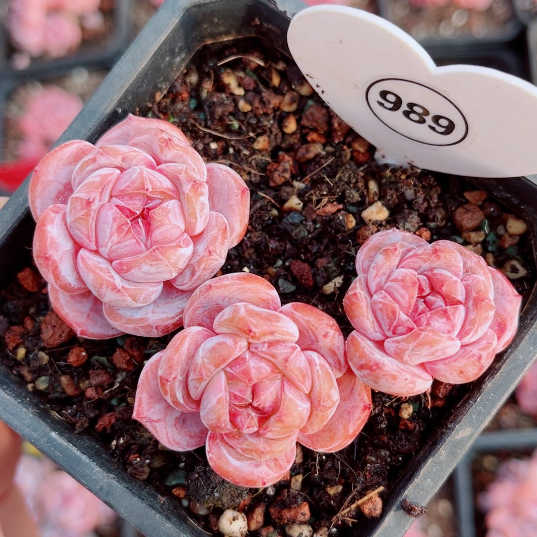 989号小老桩石榴籽星影群