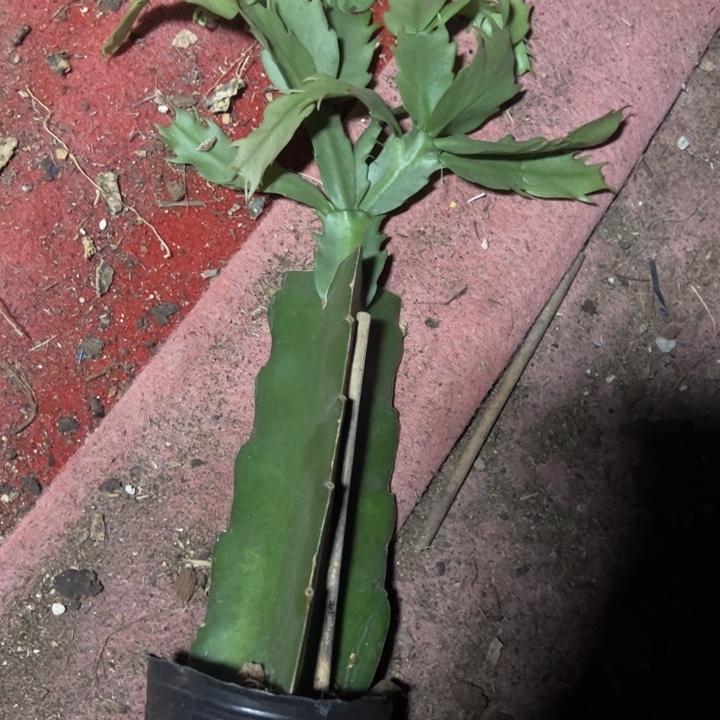 道***光067嫁接多叶片小苗一颗40