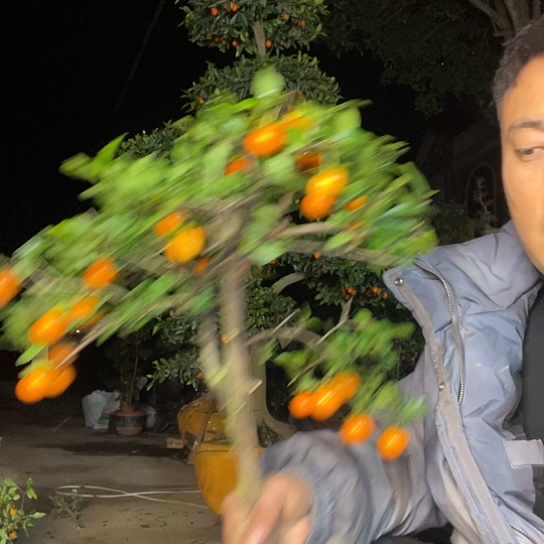 无花朵金弹子庭院原生品种