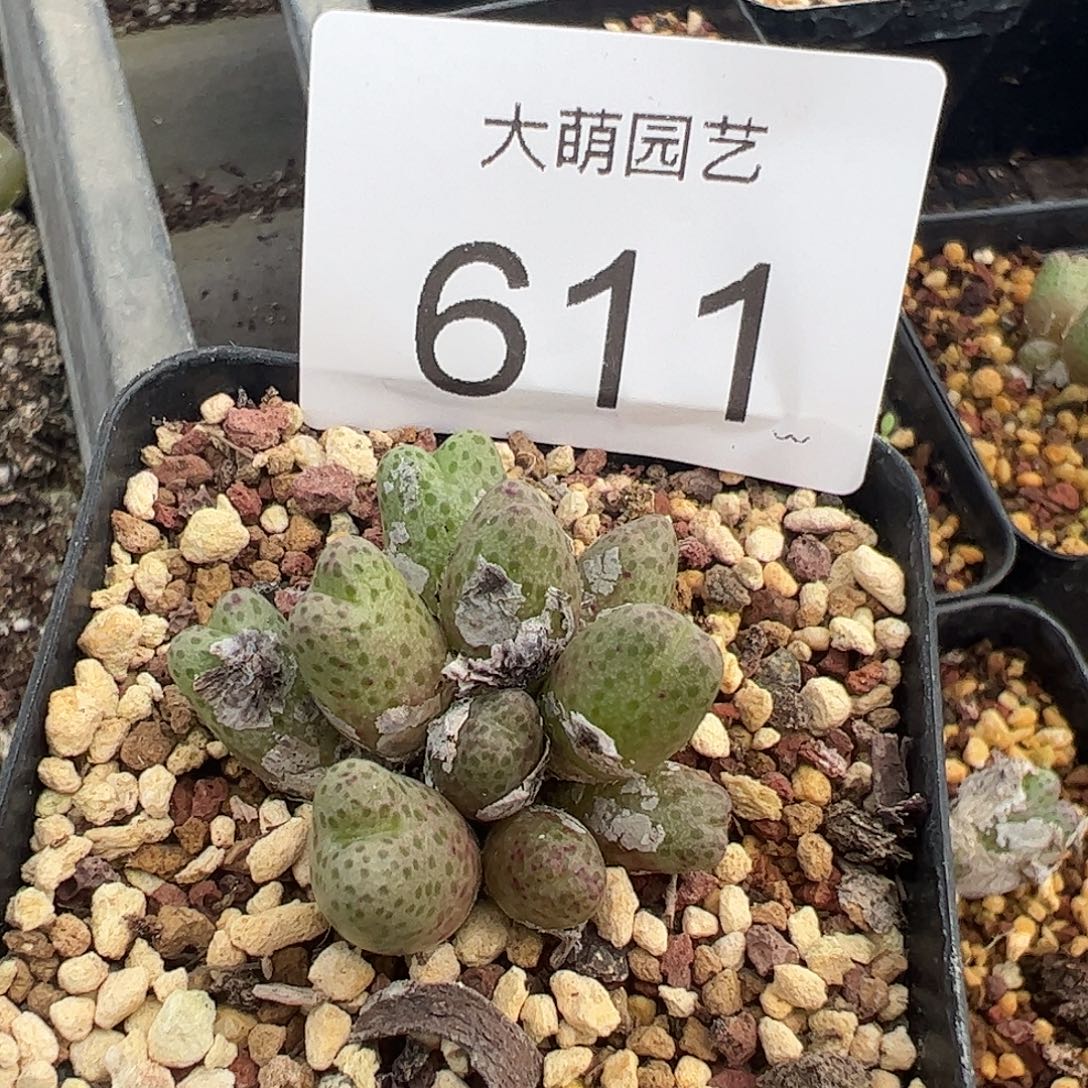 一物一拍脱土发。   611