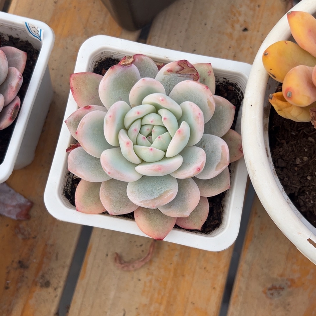 多肉单头橙子锦【非偏远地区满18包邮】