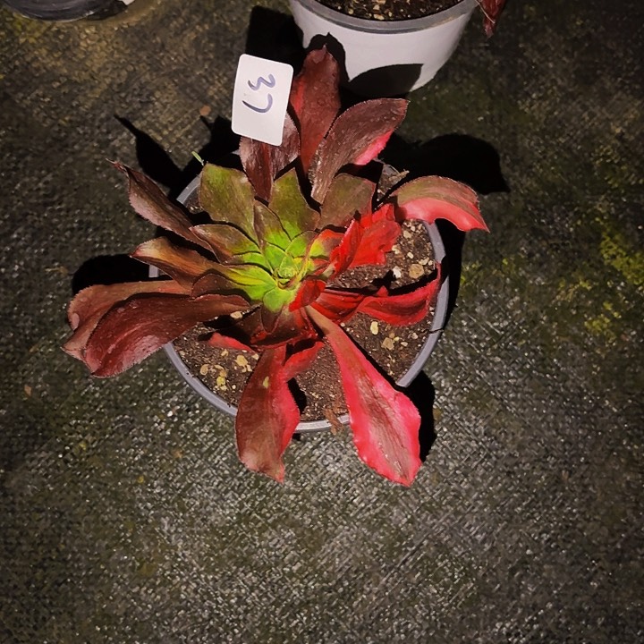 樱**子37多肉植物植物植物