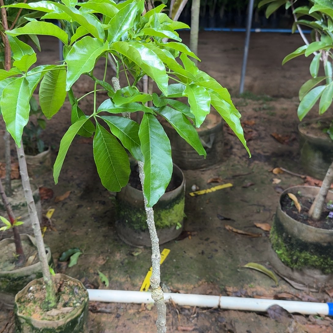 远***梦当前无花栽培后可以开花状元红