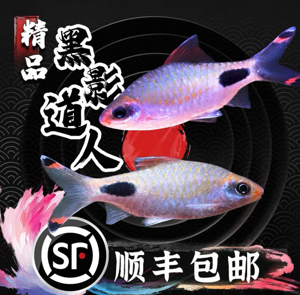 黑影道人热带观赏鱼草缸群游耐活淡水鱼