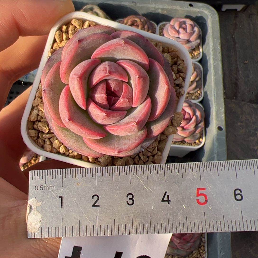 p****-374粉黛多肉植物组合