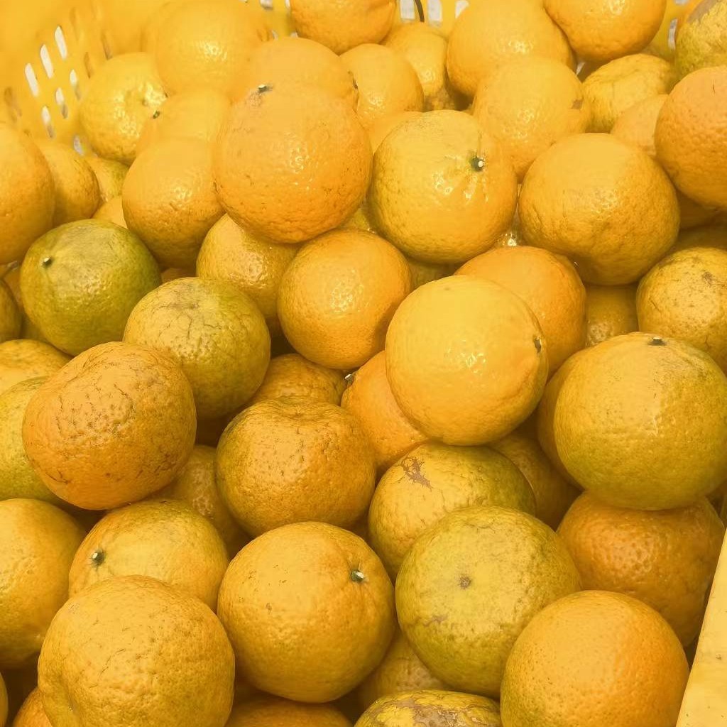 圈枝大红新会柑（广东省内包邮，省外建议购买干皮，鲜果发货不退）