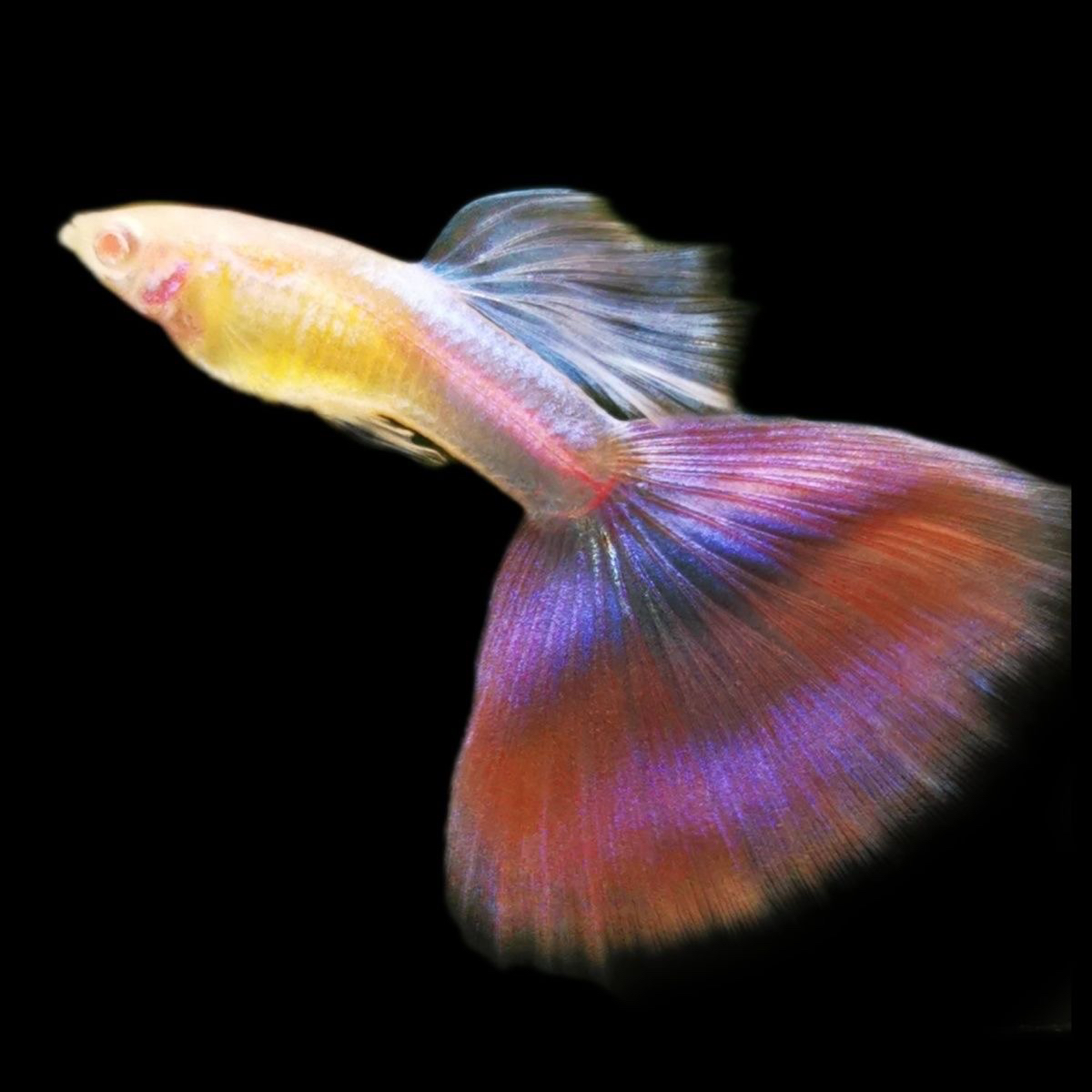 天使彩虹纯种孔雀鱼