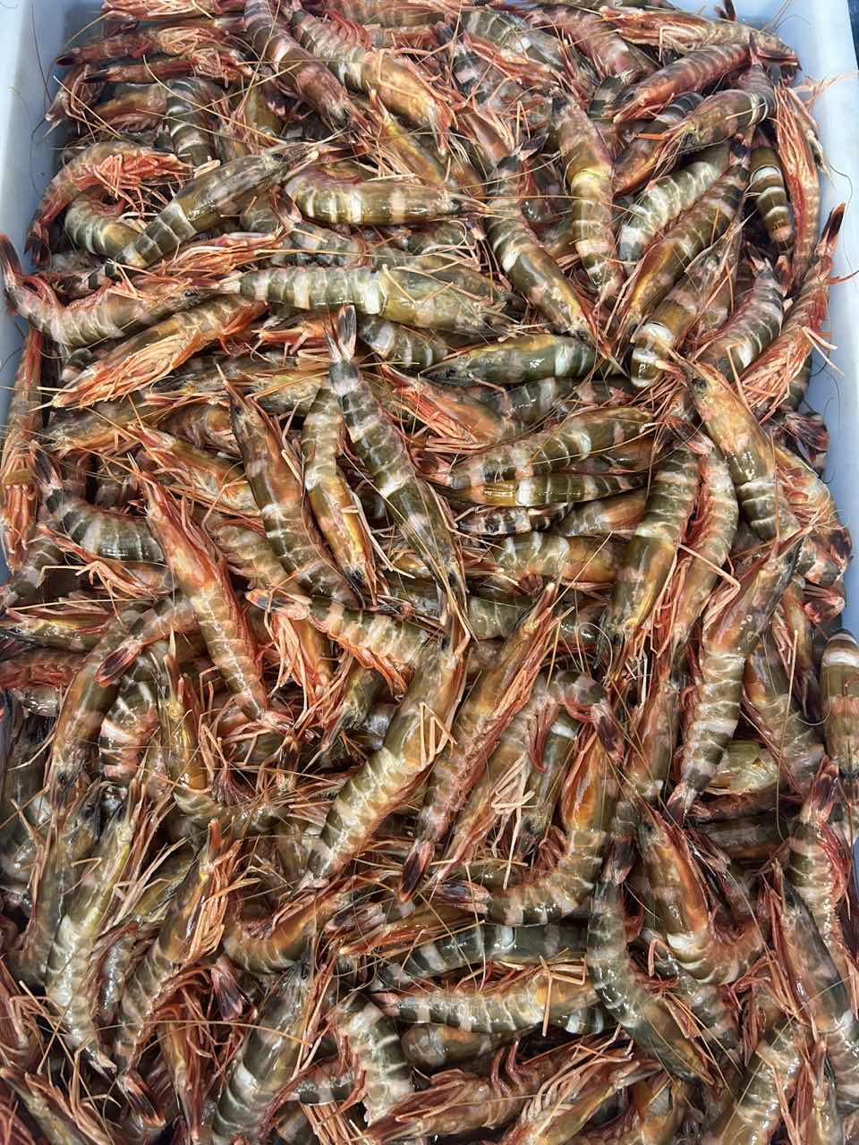 花斑节虾 新鲜海虾 顺丰 1500g