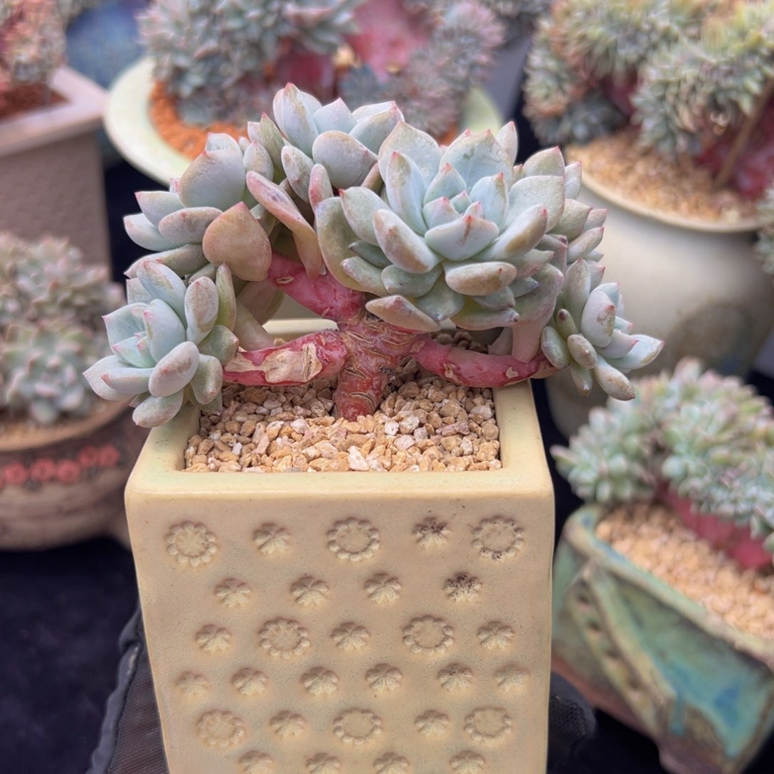 新年快乐 新年快乐