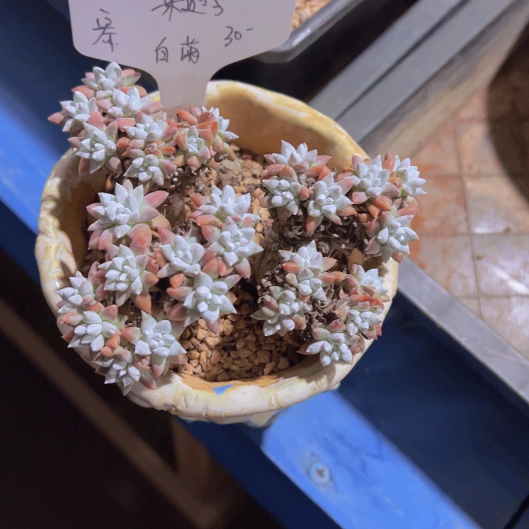 米*子白菊，多肉植物