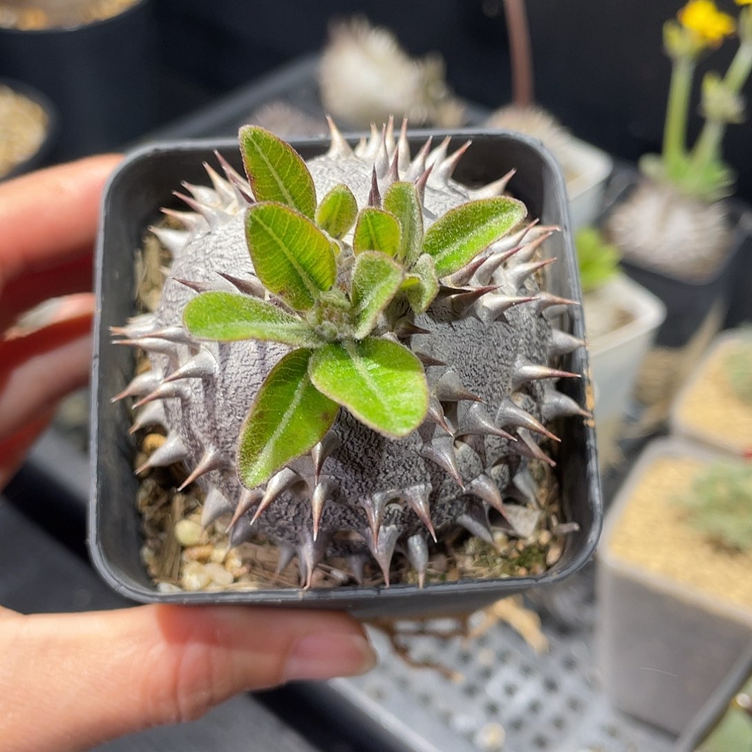 紫皮惠比大黑可带盆