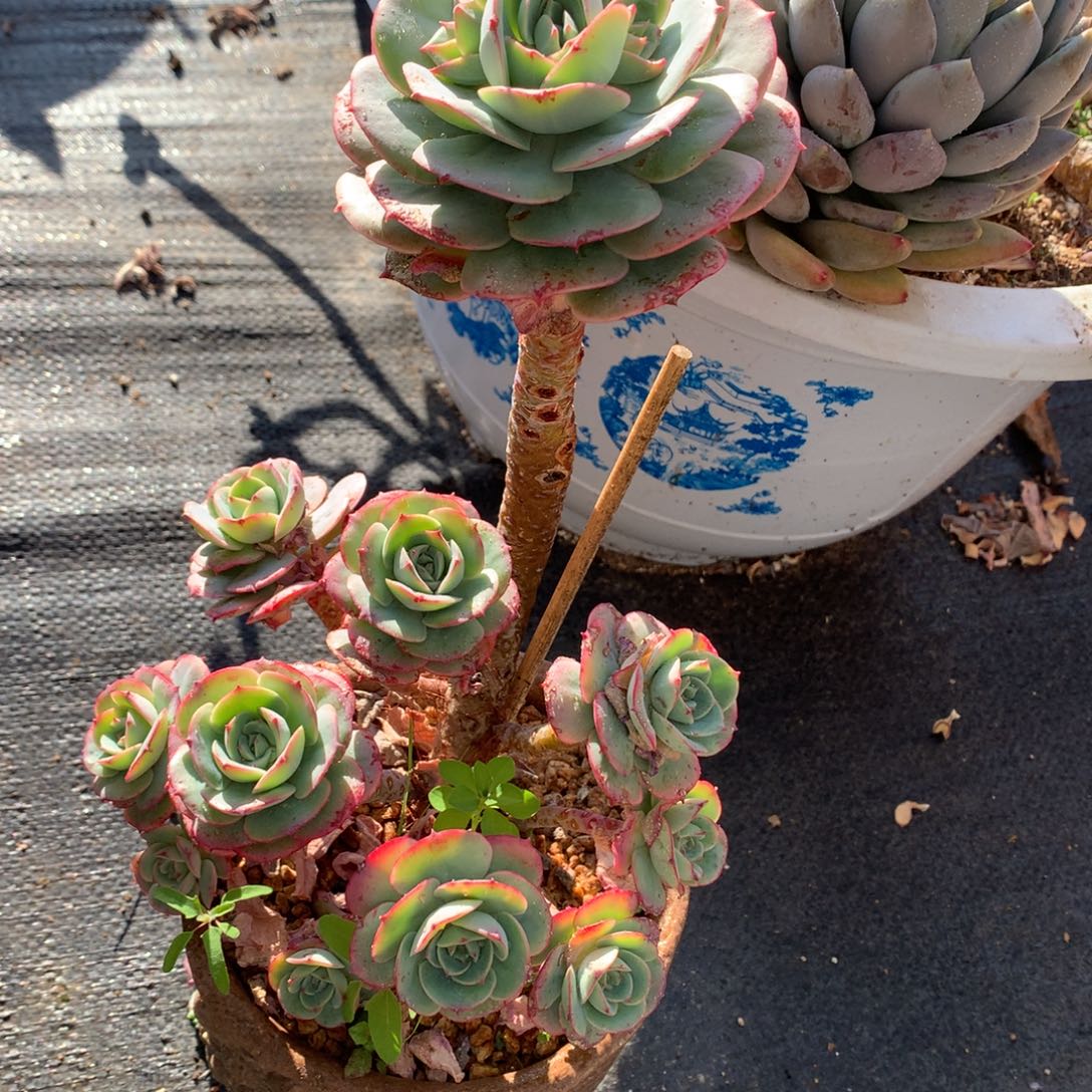 克罗地亚玫瑰一物一拍