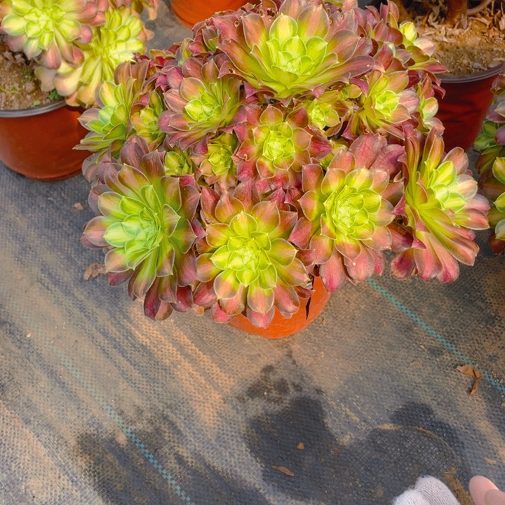 257韶华法师多肉断枝不售后