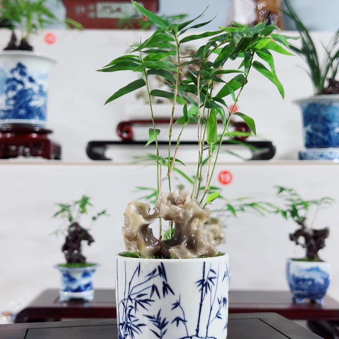 无花朵盆景，凤尾竹，玲珑石