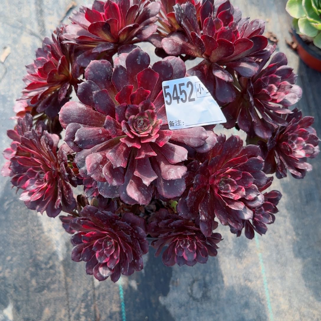 皓*5452烟花多肉多肉