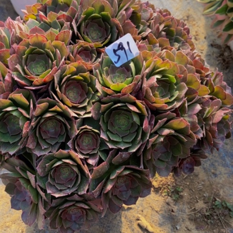 红心万圣节朵朵多肉植物591多肉不包断