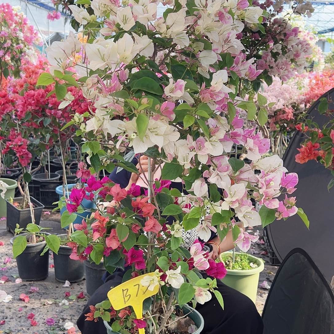 阿***茶大部分花苞少量开放B75多色