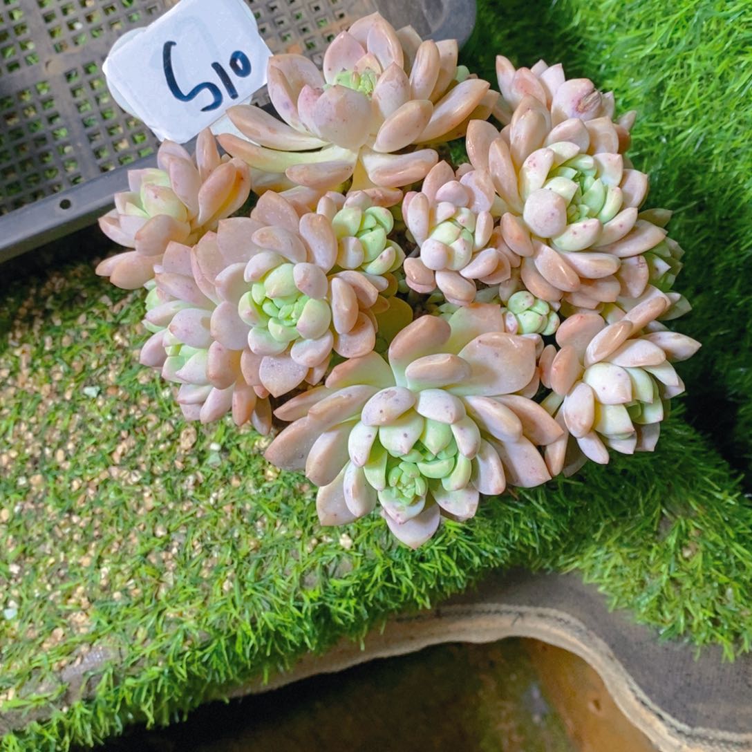 静**以桃酥群多肉植物