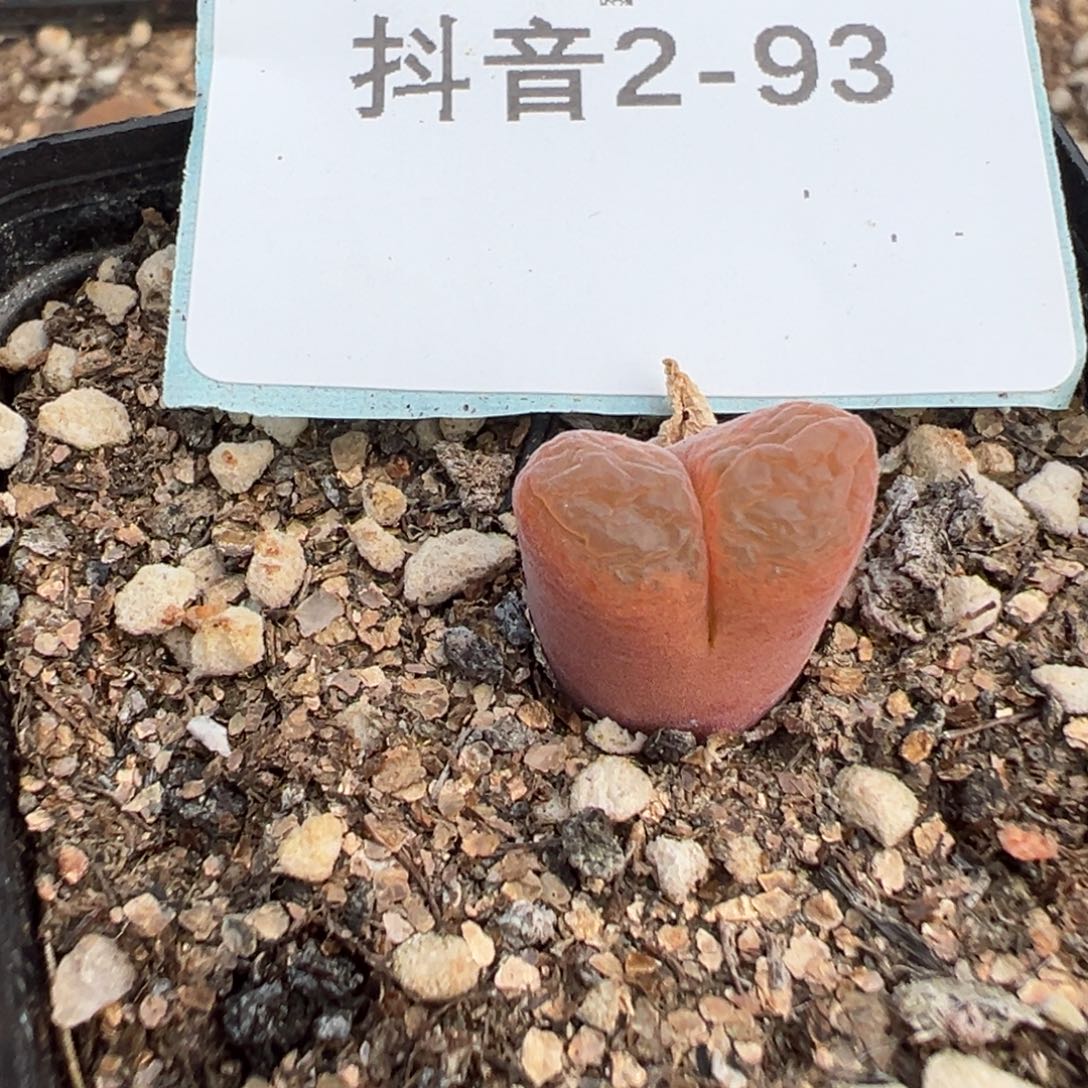 2-93肉锥多肉植物，