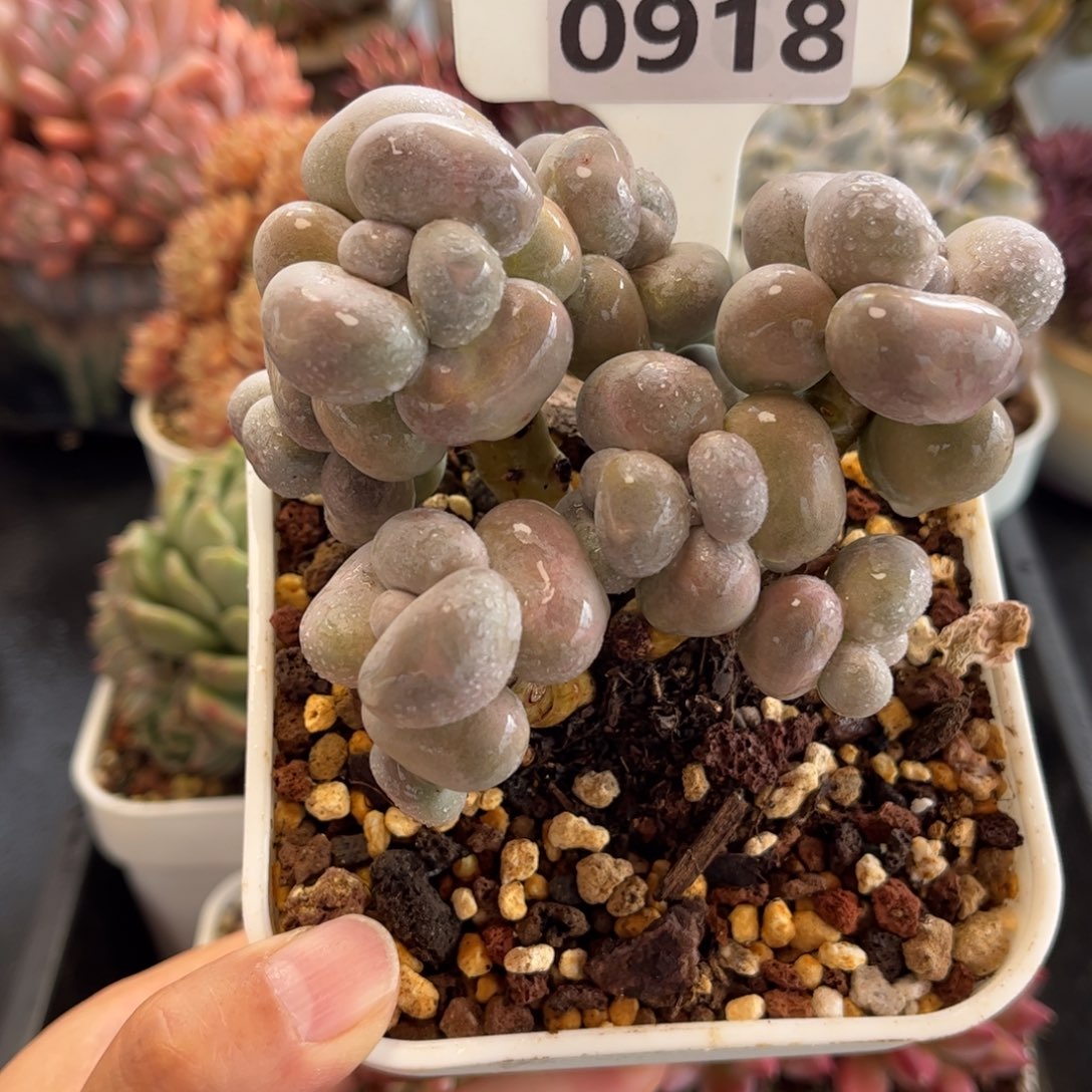 0918 天冷必拍保温箱