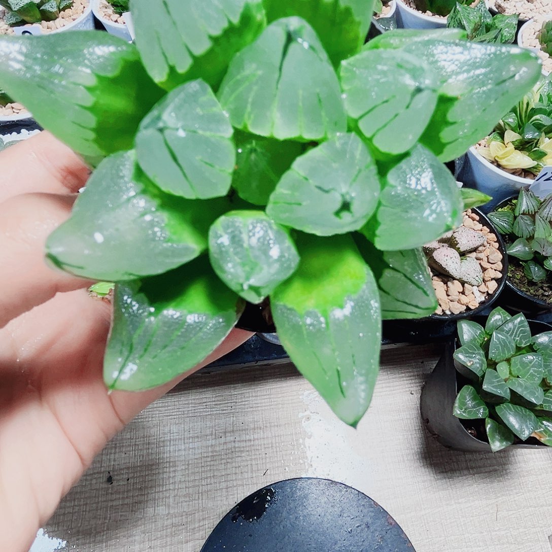 母本冰城寿多肉植物666